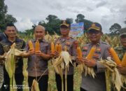 POLRES BUNGO GELAR PANEN RAYA JAGUNG SERENTAK KUARTAL II DAN IKUTI ZOOM MEETING NASIONAL KETAHANAN PANGAN POLRI