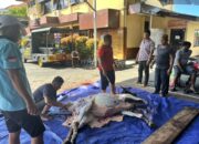 Idul Adha Penuh Kebersamaan, Polsek Balikpapan Selatan Gelar Pemotongan Hewan Kurban dan Perkuat Solidaritas Personel