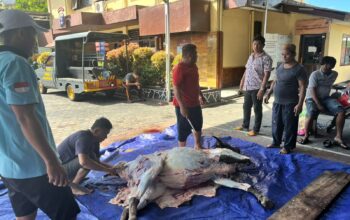 Idul Adha Penuh Kebersamaan, Polsek Balikpapan Selatan Gelar Pemotongan Hewan Kurban dan Perkuat Solidaritas Personel
