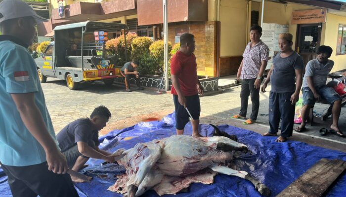 Idul Adha Penuh Kebersamaan, Polsek Balikpapan Selatan Gelar Pemotongan Hewan Kurban dan Perkuat Solidaritas Personel