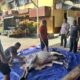 Idul Adha Penuh Kebersamaan, Polsek Balikpapan Selatan Gelar Pemotongan Hewan Kurban dan Perkuat Solidaritas Personel