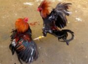 Masyarakat Watulea Harapkan Ketegasan Aparat Tertibkan Dugaan Sabung Ayam di Buton Tengah