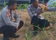 Bhabinkamtibmas Polsek Balikpapan Timur Aktif Dukung Industrial Farming, Perkuat Ketahanan Pangan Modern