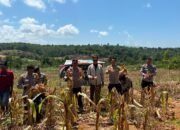 Panen Jagung 1 Hektare, Polsek Balikpapan Timur Perkuat Ketahanan Pangan Nasional melalui Program Asta Cita
